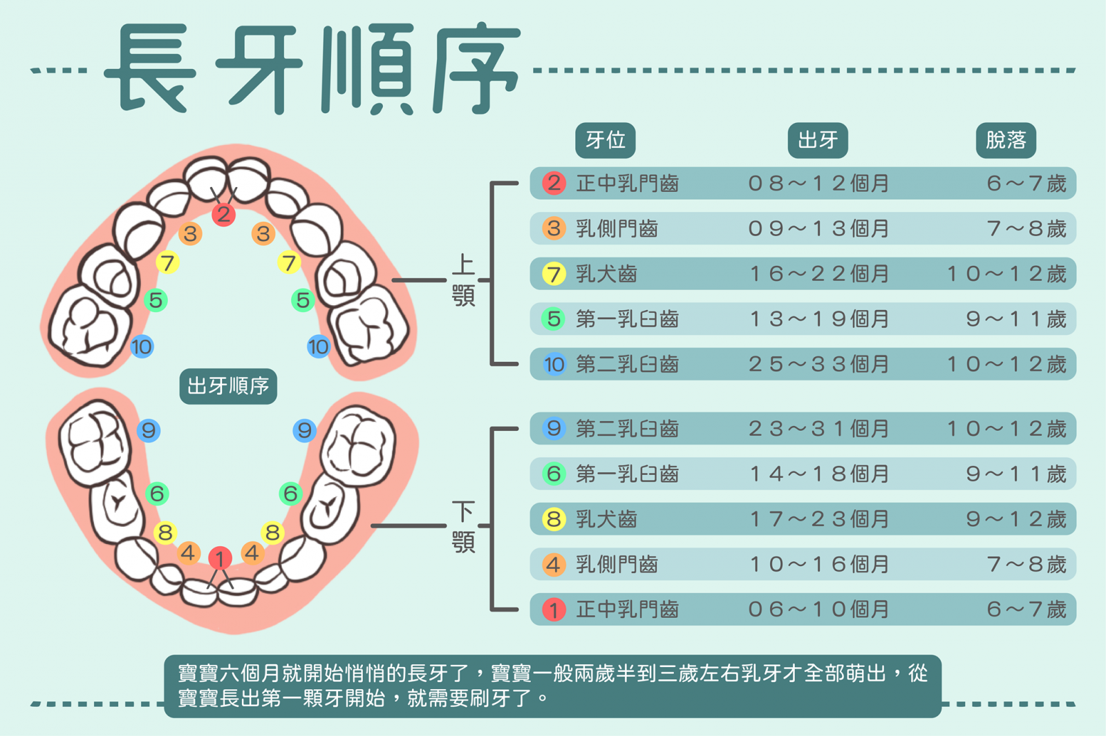 寶寶長牙順序